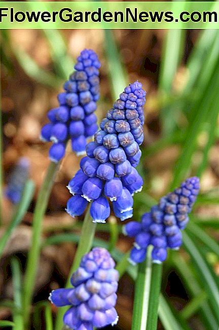 Traubenhyazinthen Grape Hyacinths