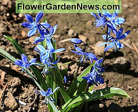 Sibirische Meerzwiebel Siberian Squill