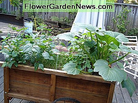 Rampant bladvekst og ikke frukt, som i denne squashanlegget, er et tegn på overflødig nitrogen. Rampant foliar growth and not fruit, as in this squash plant, are a sign of excess nitrogen.