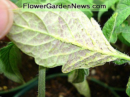 Denne nydelige lilla fargetone er et klassisk symptom på fosformangel i en tomaterplante. This lovely purple tint is a classic symptom of phosphorus deficiency in a tomato seedling.