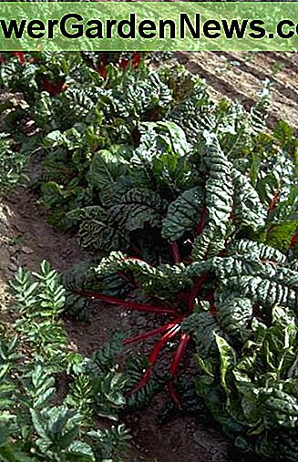 Sunn, grønn chard. Healthy, leafy chard.