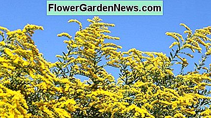 Berberis produzieren große Blumenauslagen Berberis produce big flower displays