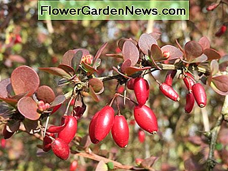 Berberis Beeren Berberis berries