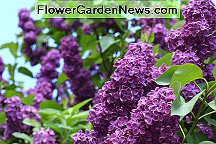 Flieder in voller Blüte Lilac in full flower