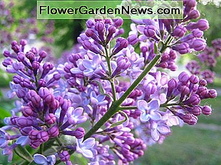 Flieder blüht im Frühjahr Lilac flowers in spring