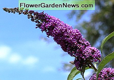 Buddleja Blumen Buddleja flowers
