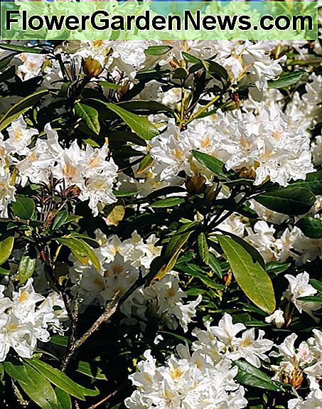 Weiße Rhododendren White Rhododendrons