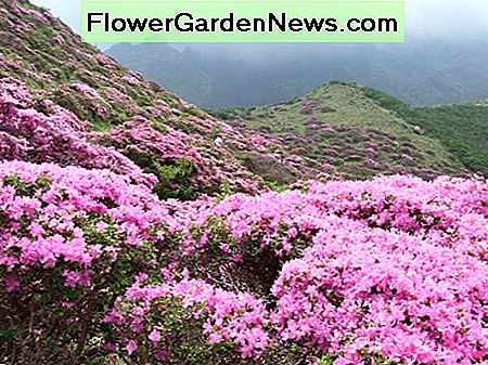 Rhododendron kiusianum, das in den Bergen von Japan wächst Rhododendron kiusianum growing in the mountains of Japan