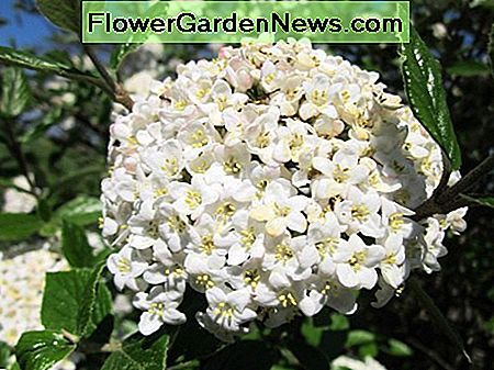 Der klassische Viburnum utile (Service Viburnum) The classic Viburnum utile (Service Viburnum)