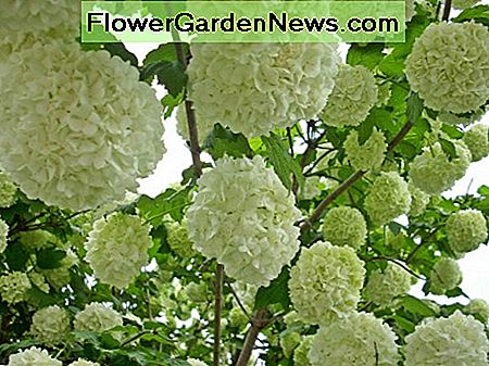Der chinesische Schneeball Viburnum The Chinese Snowball Viburnum