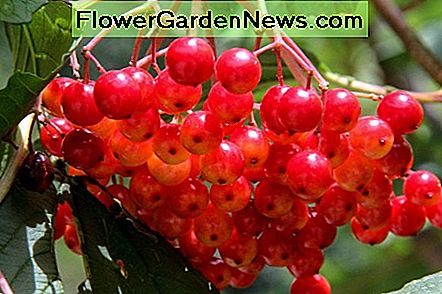 Viburnum Beeren sind ein großer dekorativer Bonus! Viburnum berries are a huge decorative bonus!