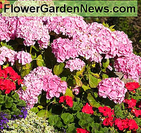 Hortensien können den Grenzen tolle Displays verleihen Hydrangeas can add great displays to borders