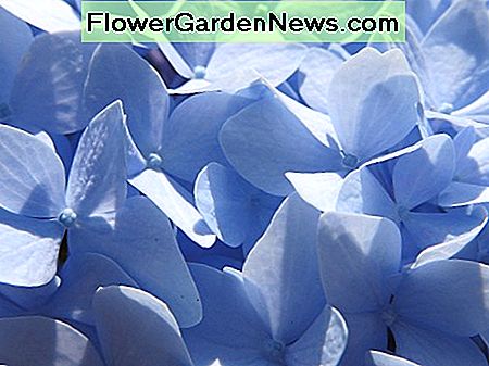 Hydrangea Farben sind oft weich und subtil Hydrangea colors are often soft and subtle