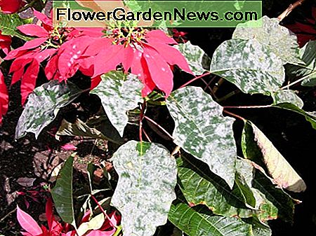 Oïdium sur la plante de poinsettia. Powdery mildew on poinsettia plant.