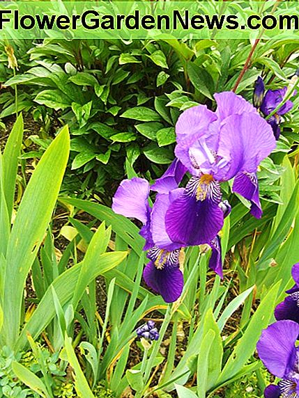 ม่านตาม่วง Purple iris