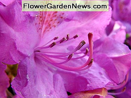 Typische roze azalea Typical pink azalea