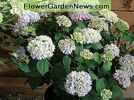 Een verscheidenheid aan bloemkleuren op de A variety of flower colors on the