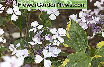 Een hortensia van velkappen die ook bont blad heeft A lacecap hydrangea which also has variegated foliage