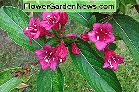 Rode weigela Red weigela