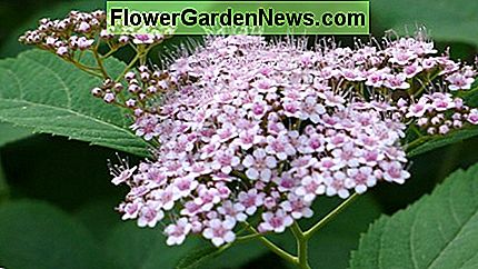 Roze spireabloemen Pink spirea flowers
