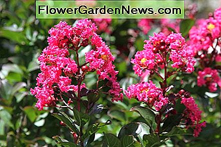Crepe mirte Crepe myrtle
