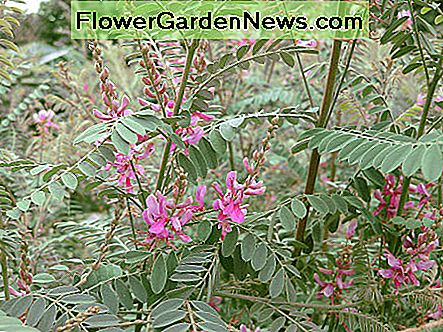 Indigofera heterantha Indigofera heterantha