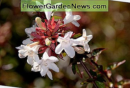 Abelia bloeit Abelia flowers
