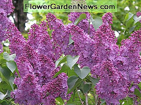 Roodachtig-paarse lila bloemen Reddish-purple lilac blossoms