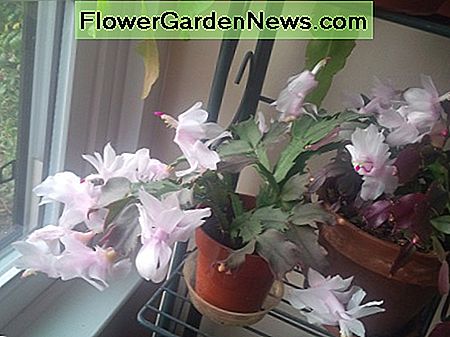 Thanksgiving Cactus Thanksgiving Cactus
