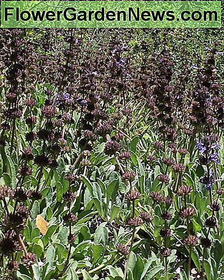 Kriechender Salbei im Herbst, wenn die Blütenköpfe anfangen zu säen Creeping sage in the fall as the flowerheads begin to go to seed