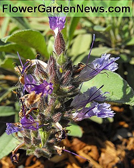 Eine kriechende Salbeiblüte A creeping sage blossom