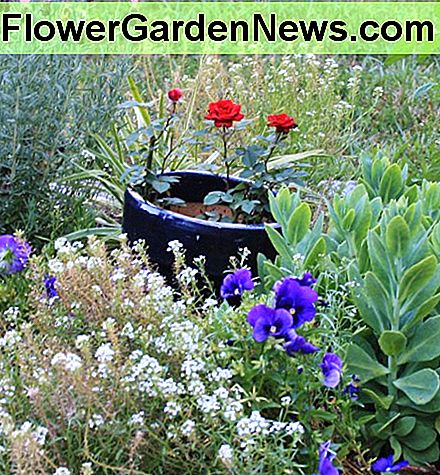 Einmal süßes Alyssum säen und Jahr für Jahr genießen. Wie Wüsten-Nachtkerze ist es eine Selbstsämaschine. Sow dainty sweet alyssum once and enjoy it year after year. Like desert evening primrose, it's a self seeder.