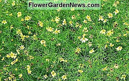 Niedrig wachsende Sorten von Coreopsis bilden große Bodenbedeckungen in trockenen, kargen Böden. Low-growing varieties of coreopsis make great ground covers in dry, poor-soil areas.