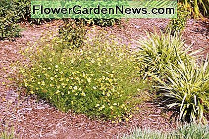 Ob auf einer Garteninsel, auf einem Blumenbeet oder auf einer Landstraße gepflanzt, nimmt das Kreuzkraut die Hitze auf und blüht den ganzen Sommer über Whether planted in a landscaping island, a flowerbed or along a roadway, tickweed takes the heat and keeps on blooming all summer long