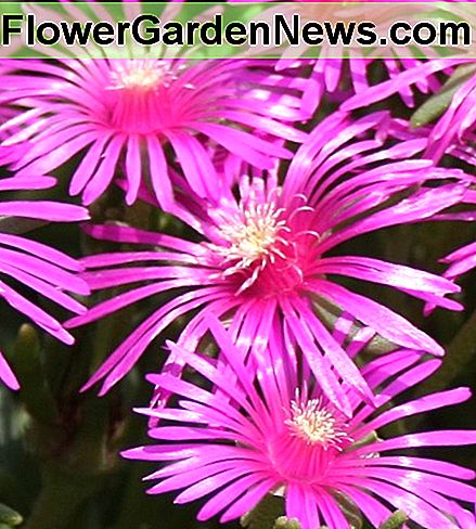 Die robuste lila Eispflanze, Delosperma Cooperi, ist eine hübsche pinke Bodendecker. The hardy purple ice plant, Delosperma cooperi, is a pretty hot pink ground cover.