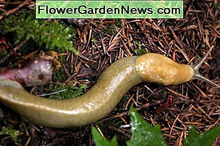 Raubtierschnecke Predator Slug