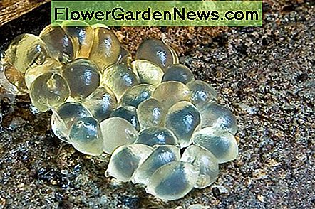 Schneckeneier Slug Eggs
