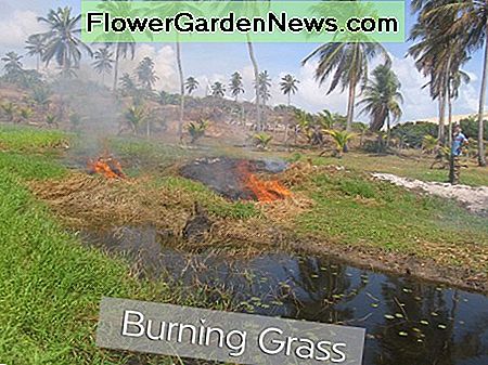 Brændende græs Burning Grass