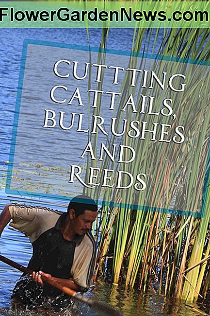 Skæring cattails, bulrush og risser Cutting cattails, bulrushes and reeds