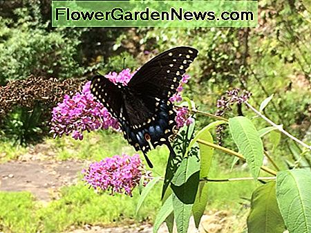 Schwarzer Schwalbenschwanz-Schmetterling Black Swallowtail Butterfly