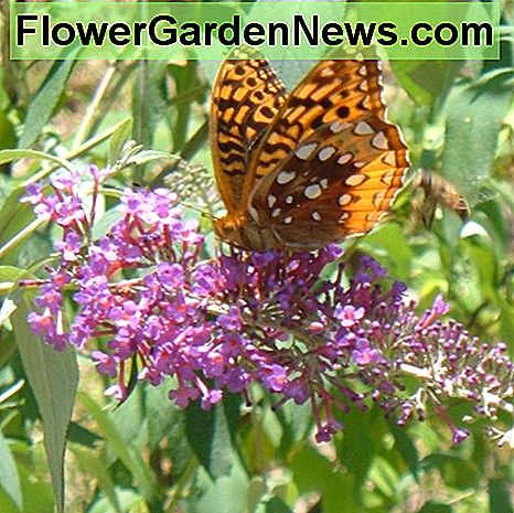 Perlmutterfalter Fritillary Butterfly