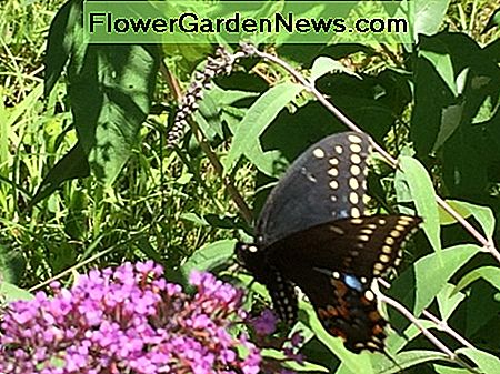 Ein schöner Schwalbenschwanz besucht unseren Buddleia Butterfly Bush A beautiful Swallowtail butterfly visits our Buddleia Butterfly Bush