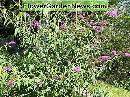 Unser Buddleia-Schmetterlingsbusch in voller Blüte Our Buddleia butterfly bush in full bloom