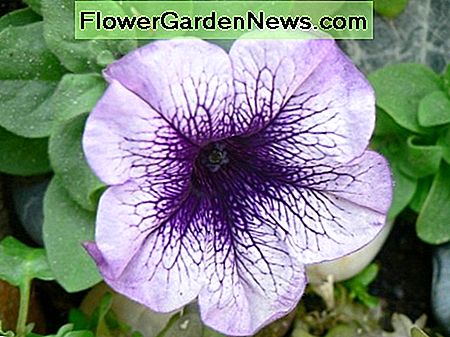 Lila Petunie Purple Petunia