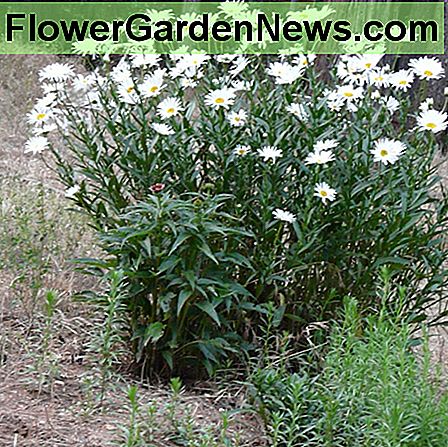 Shasta Gänseblümchen Shasta Daisy