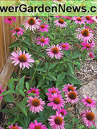 Lila Sonnenhut Purple Coneflower