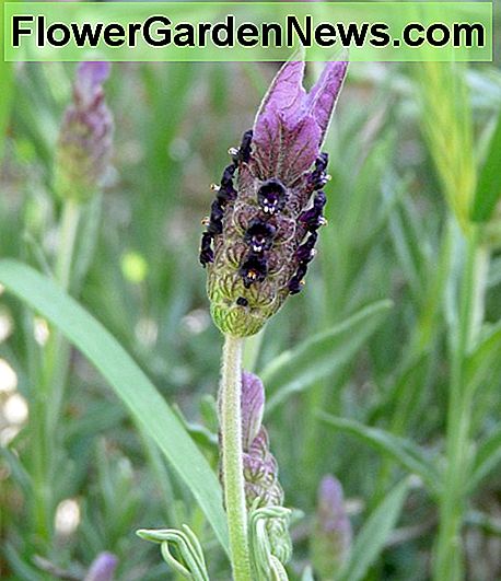 Spanischer Lavendel Spanish Lavender