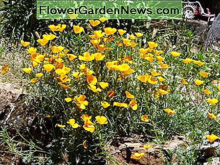 Kalifornischer Mohn California Poppy