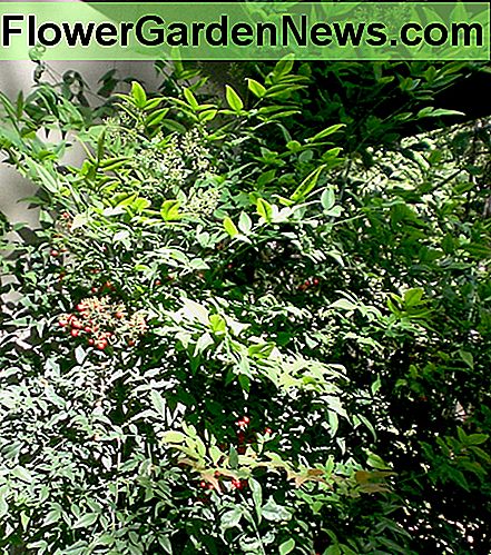 Nandina Nandina