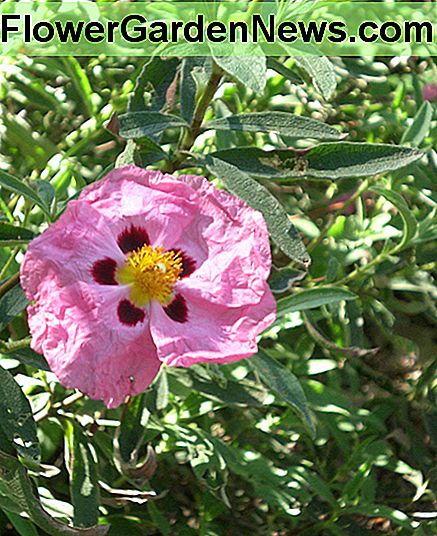 Rock Rose Rock Rose